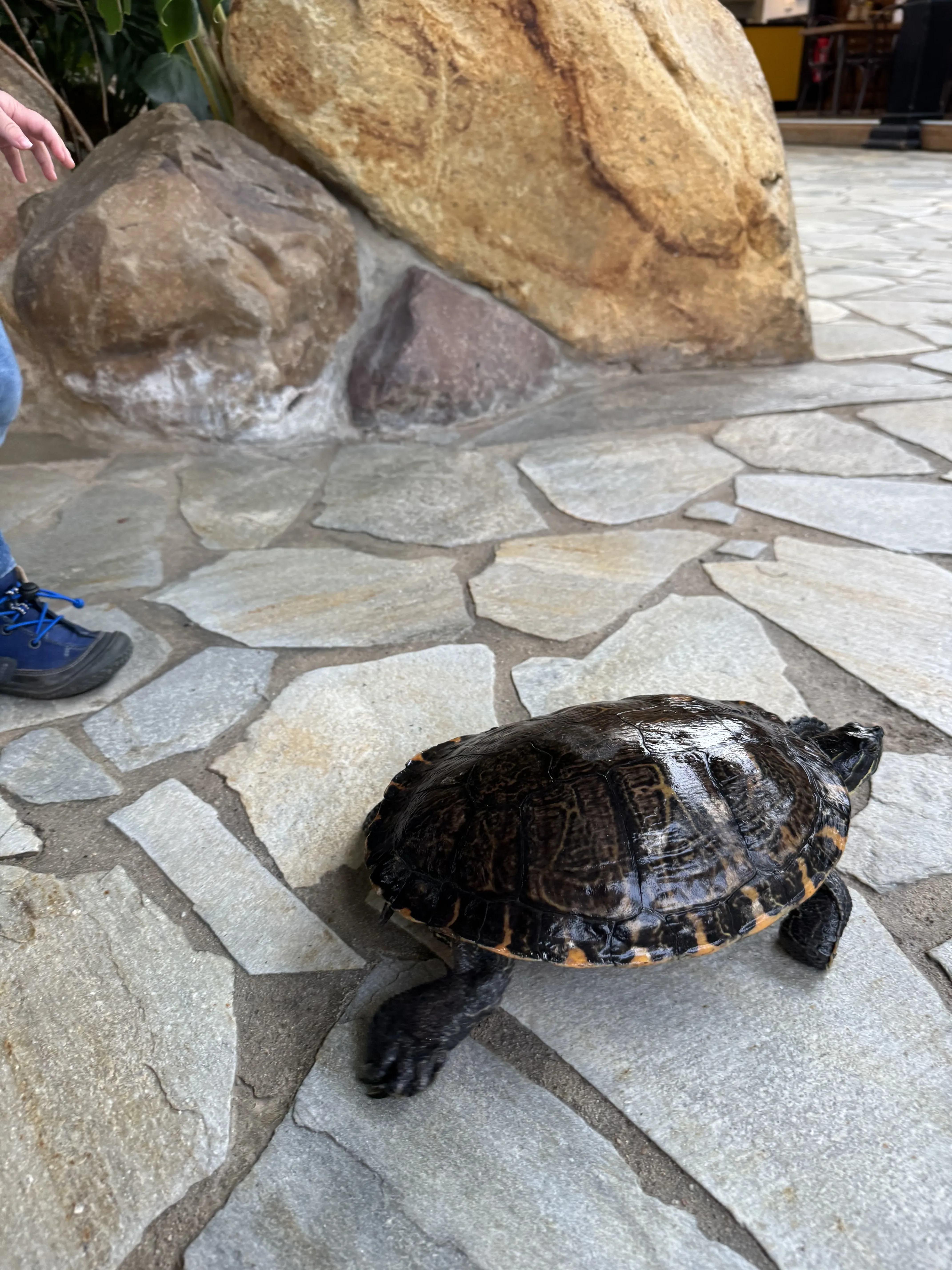 Schildkröte im Market Dome der Bispinger Heide