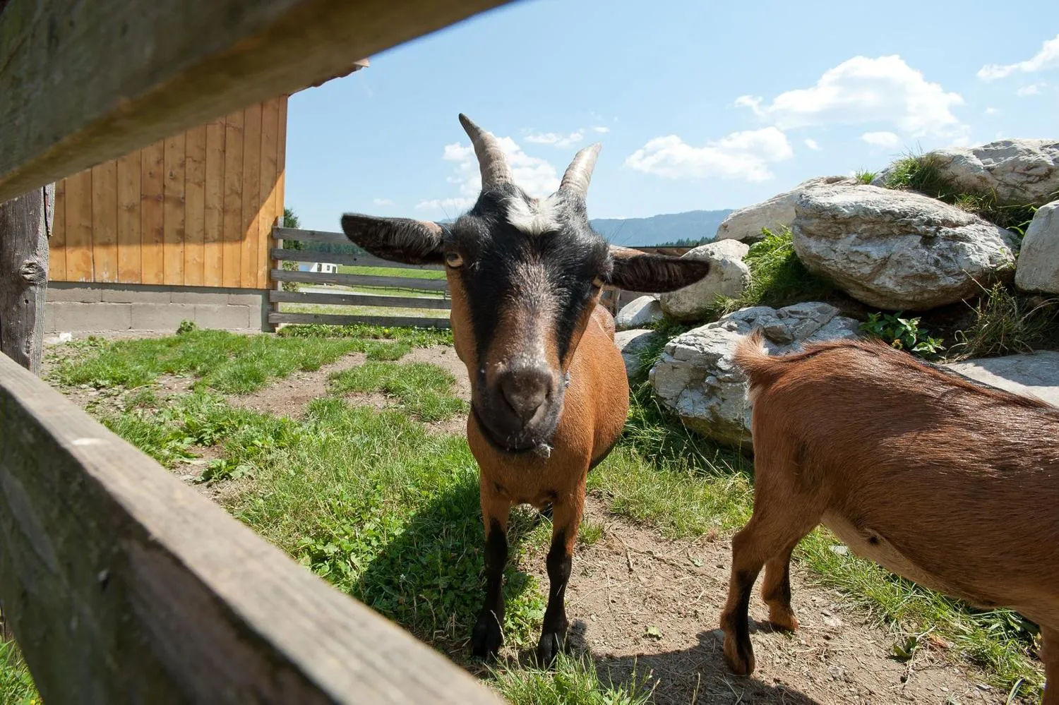 EuroParcs Hermagor - Nassfeld in Hermagor, Kärnten – Bild 3