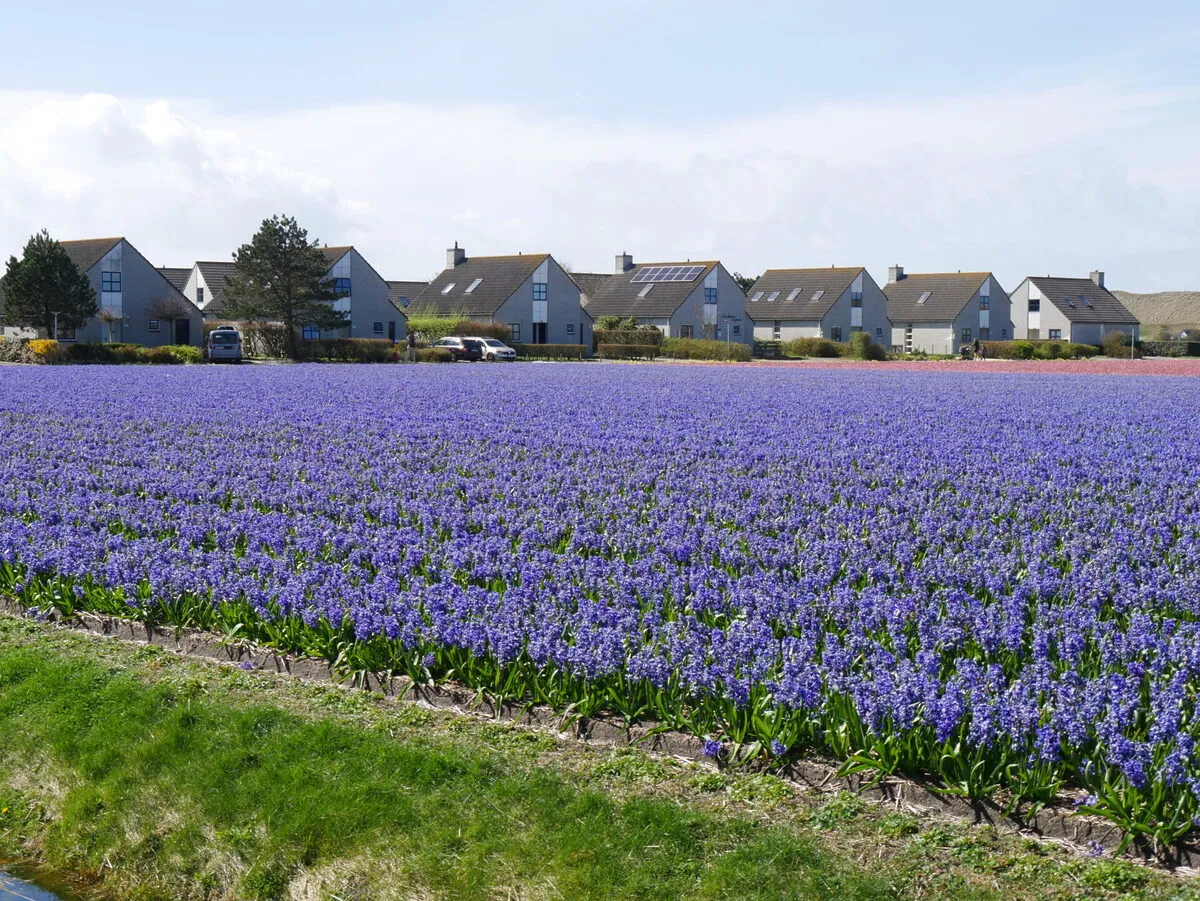 Landal Beach Resort Ooghduyne in Julianadorp, Nordholland – Bild 2