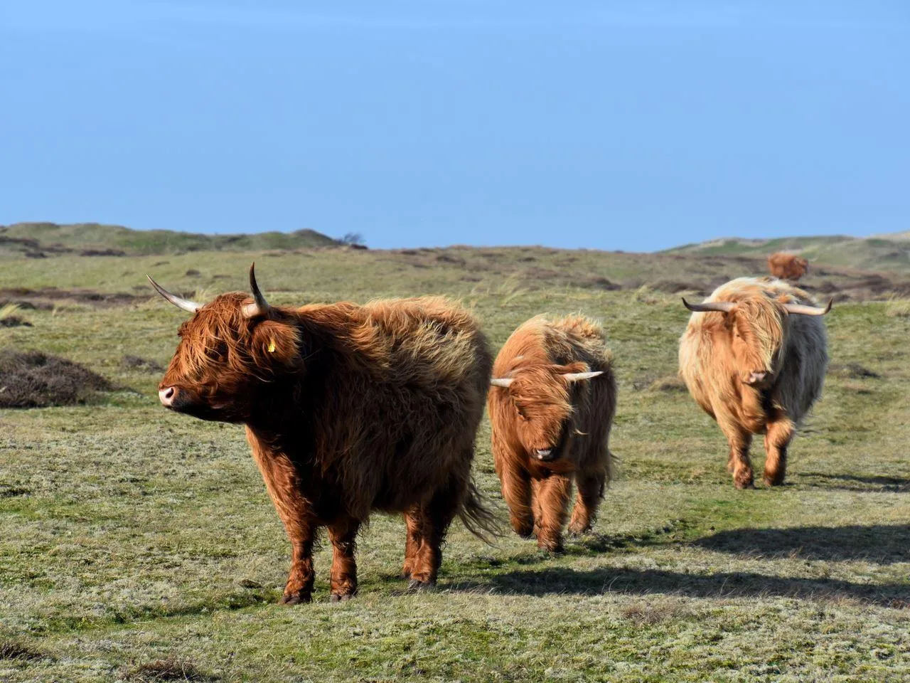 Landal Drentse Lagune in Westerbork, Drenthe – Bild 10