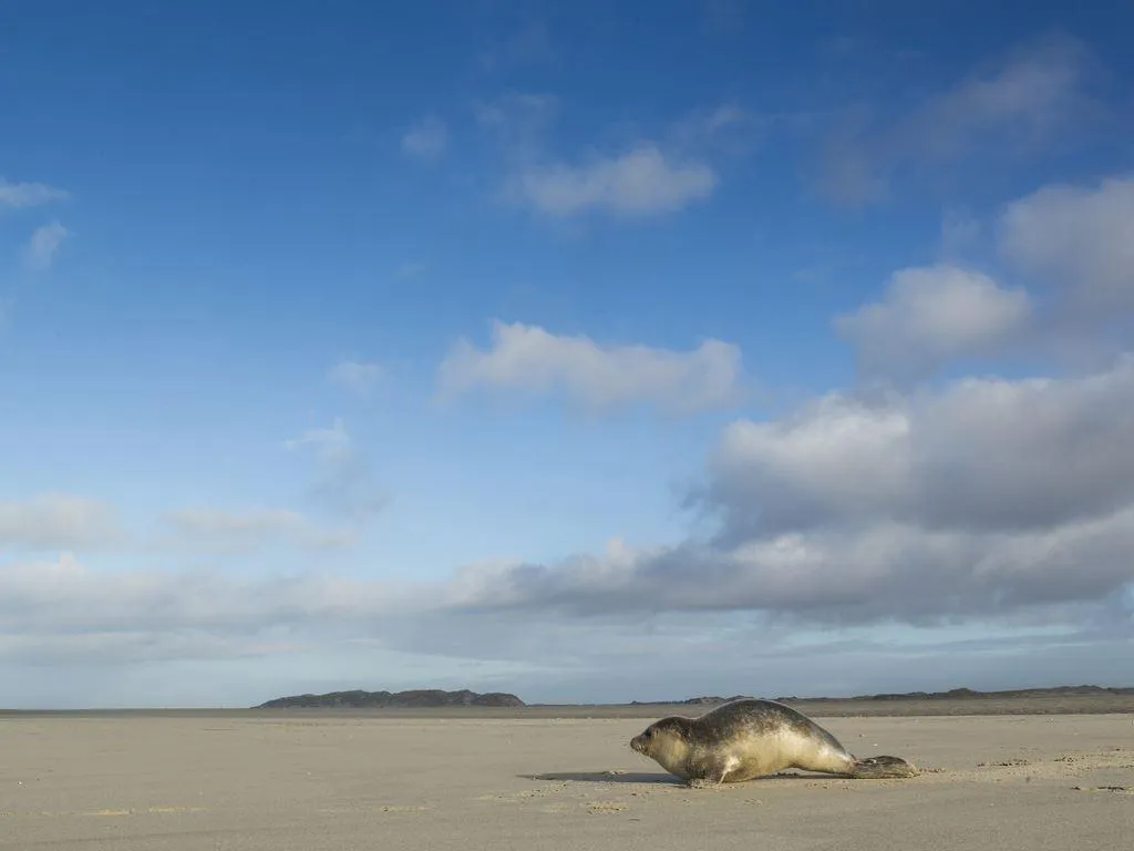 Landal Sluftervallei in De Cocksdorp, Nordholland – Bild 5