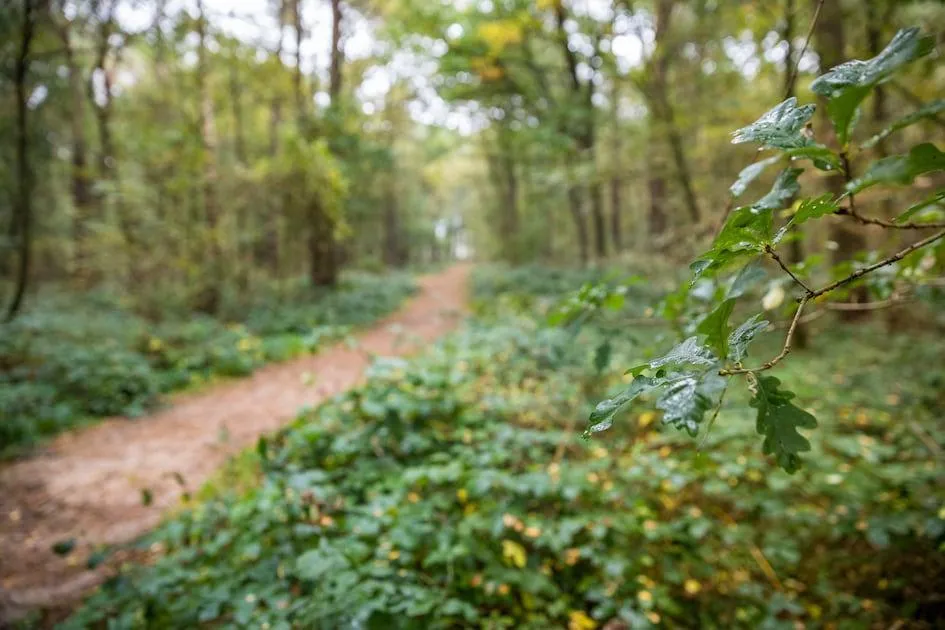 Roompot Landgoed Het Grote Zand in Hooghalen, Drenthe – Bild 5