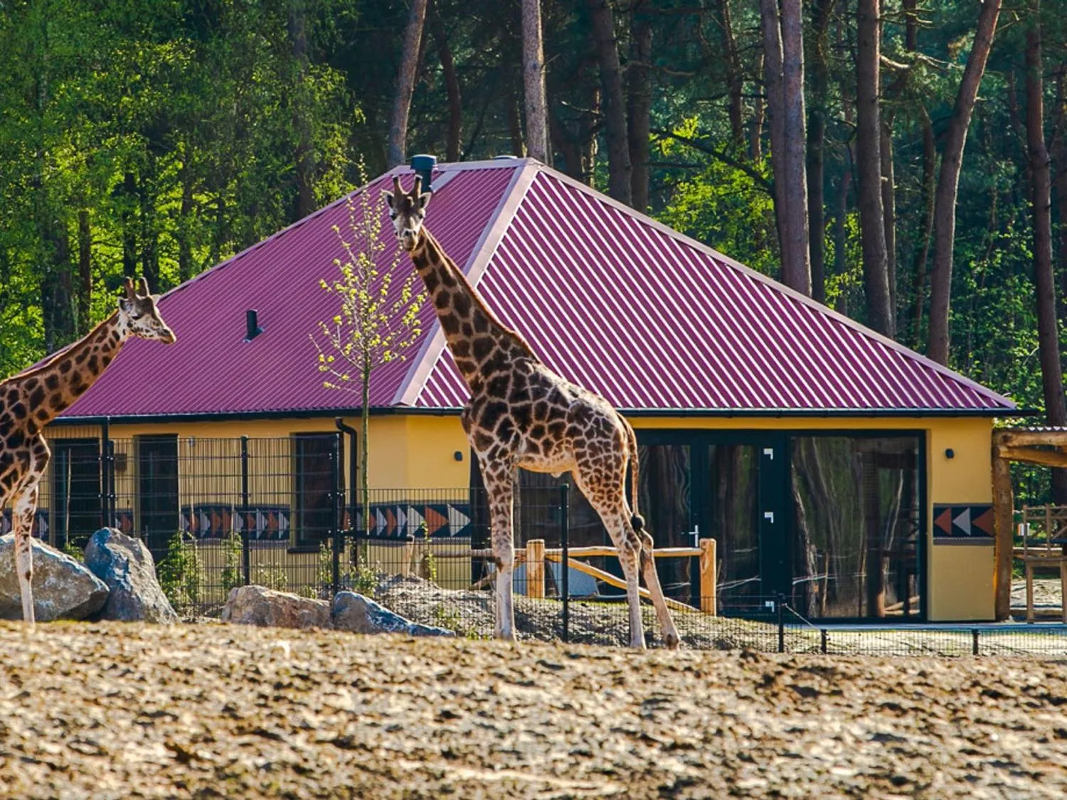 Safari Resort Beekse Bergen in Hilvarenbeek, Nordbrabant – Bild 1